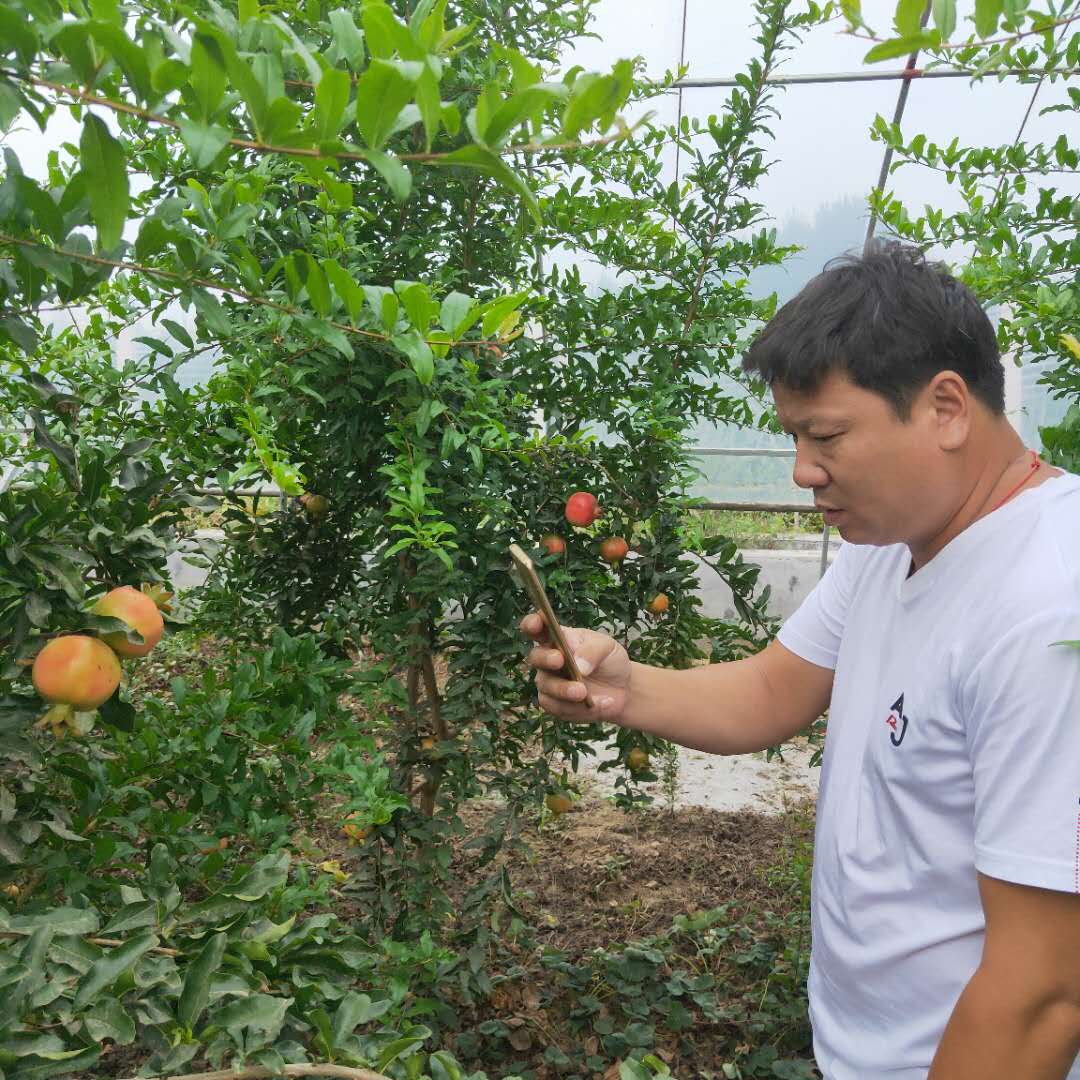 嫁接大青皮石榴树苗 河阴石榴树苗剪修介绍