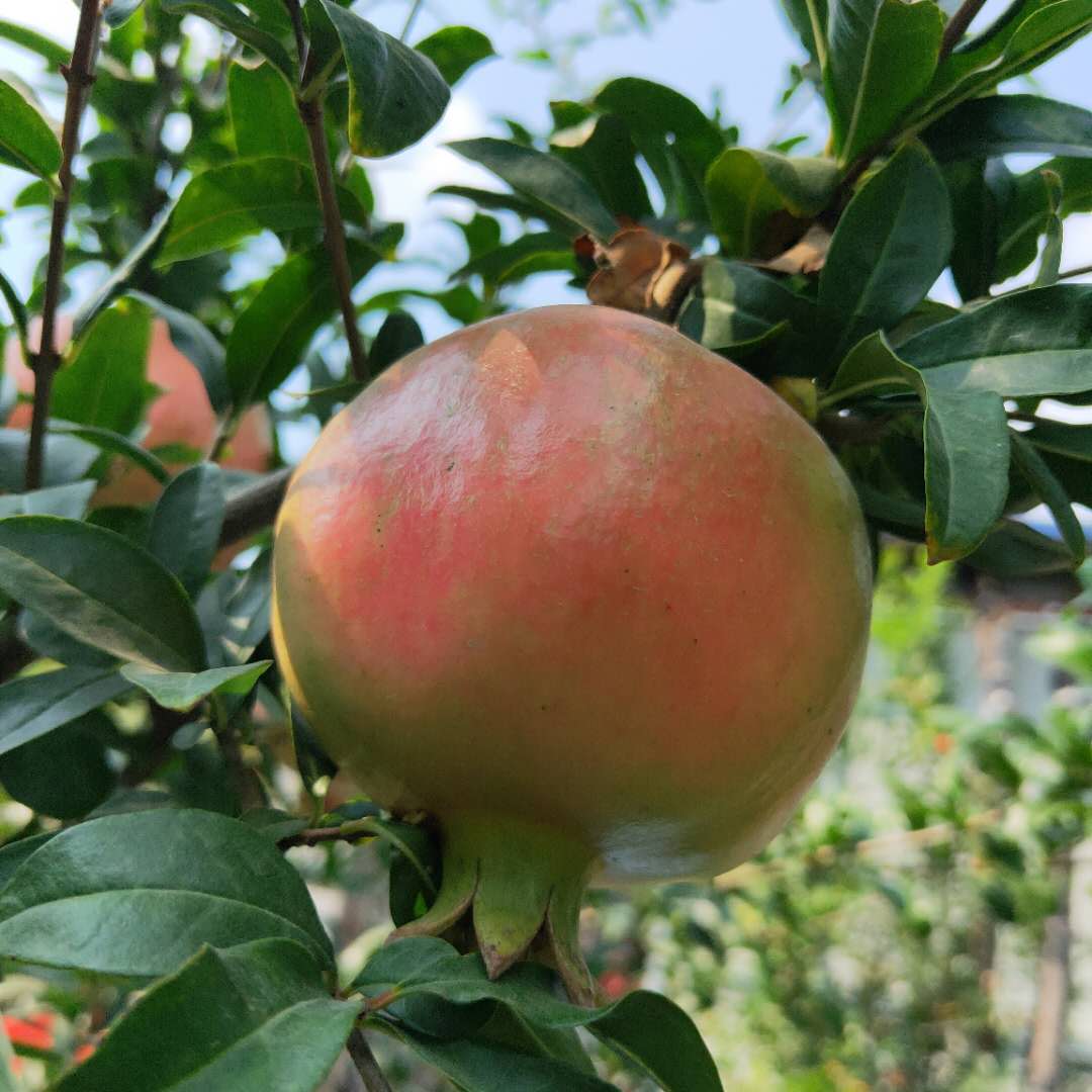 嫁接花石榴樹苗 大馬牙石榴樹苗報(bào)價(jià)