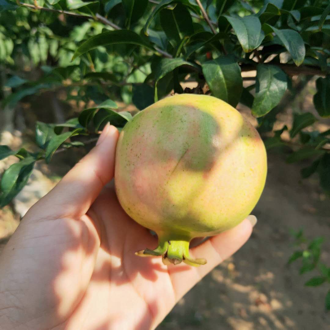 嫁接紅皮甜石榴樹(shù)苗 突尼斯石榴樹(shù)苗歡迎來(lái)考察