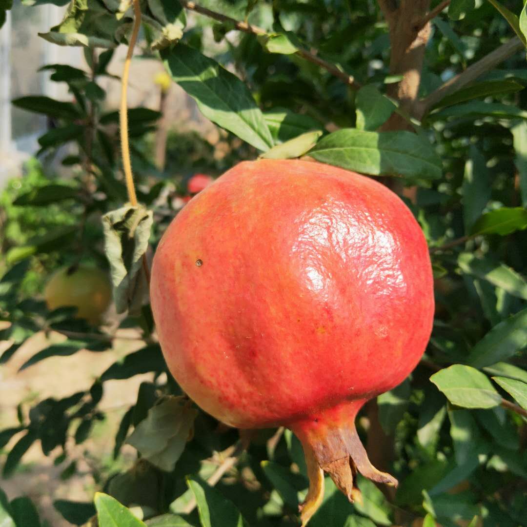 嫁接泰山紅石榴樹苗 紅皮甜石榴樹苗根系好