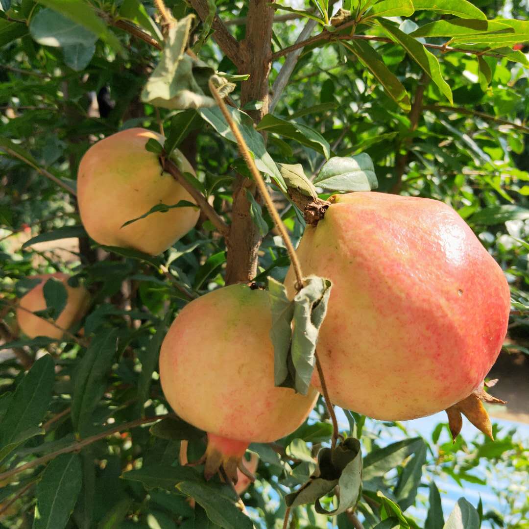 嫁接紅如意石榴樹苗 瑪瑙籽石榴樹苗管理技術(shù)