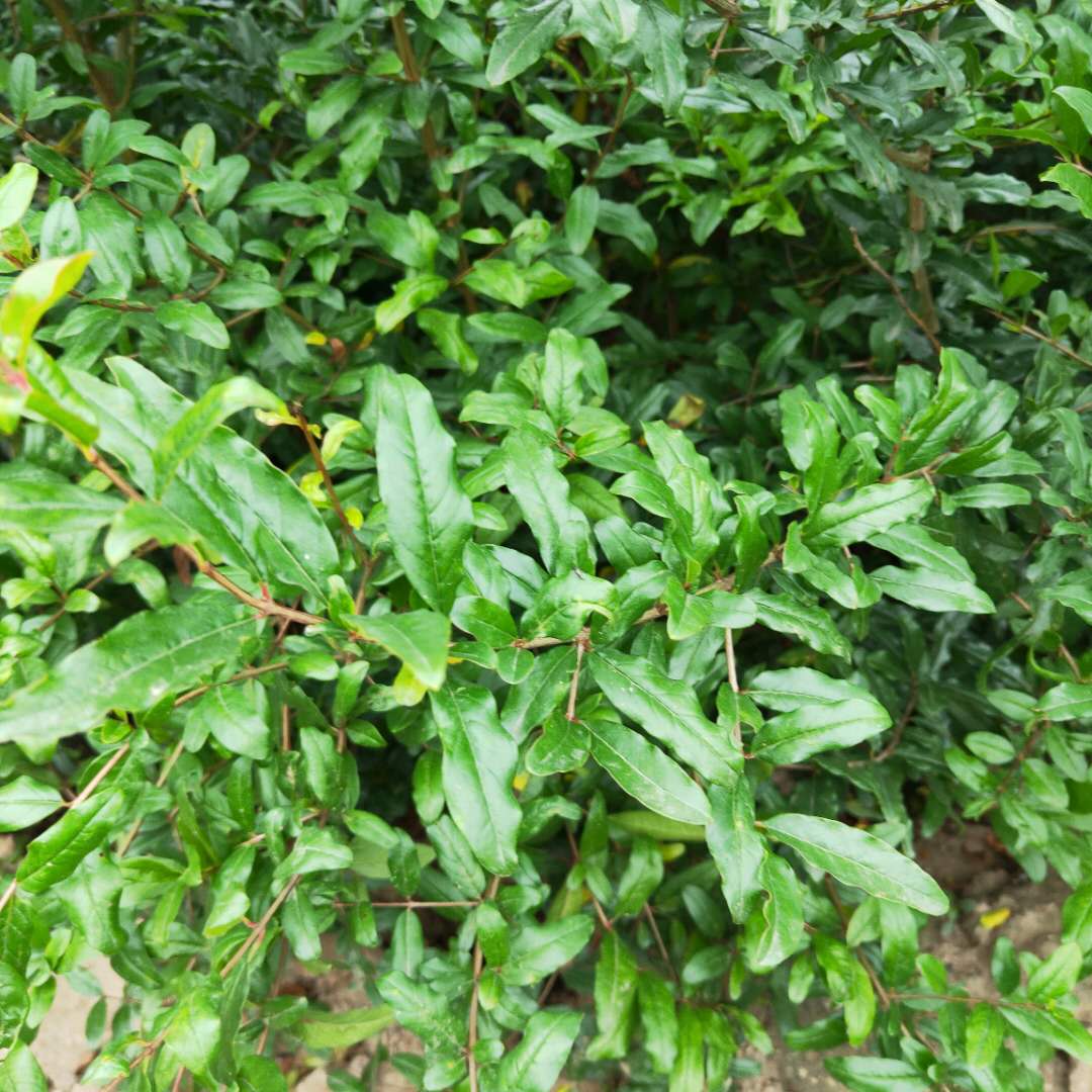 北碚青皮軟籽石榴樹苗管理方法大紅袍石榴樹苗價(jià)格