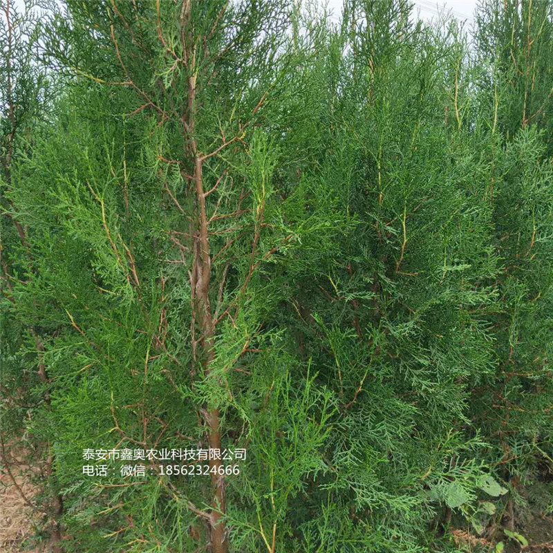來賓側(cè)柏小苗信息行情側(cè)柏樹苗批發(fā)