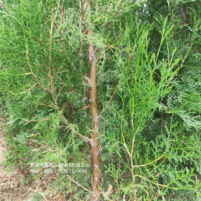來賓側(cè)柏小苗信息行情側(cè)柏樹苗批發(fā)