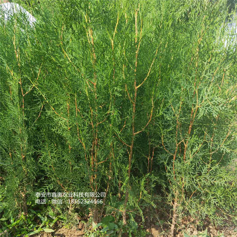 側(cè)柏小苗側(cè)柏小苗全國發(fā)貨