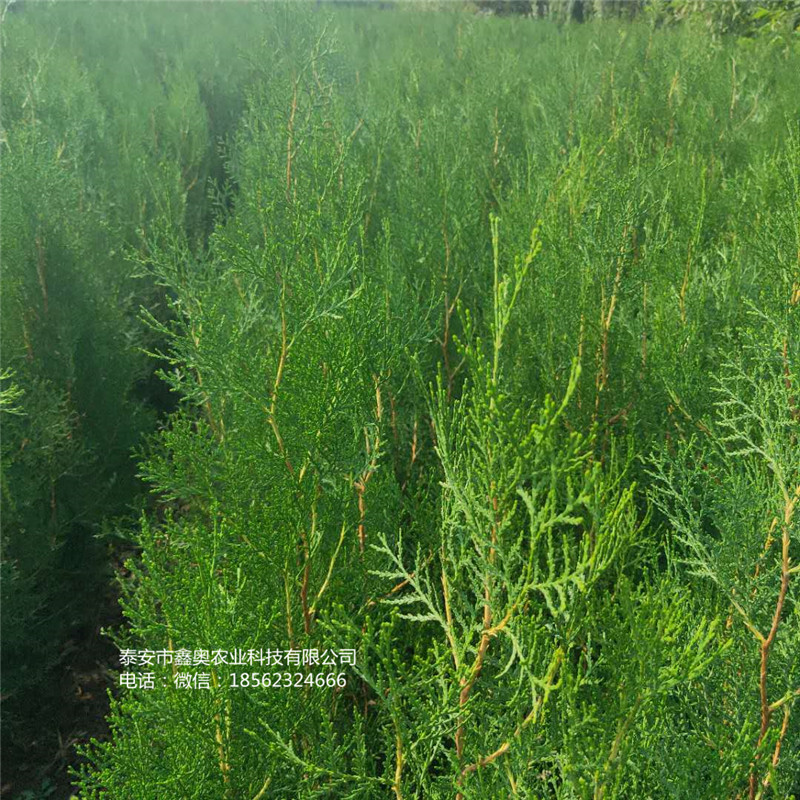 來賓側(cè)柏小苗信息行情側(cè)柏樹苗批發(fā)