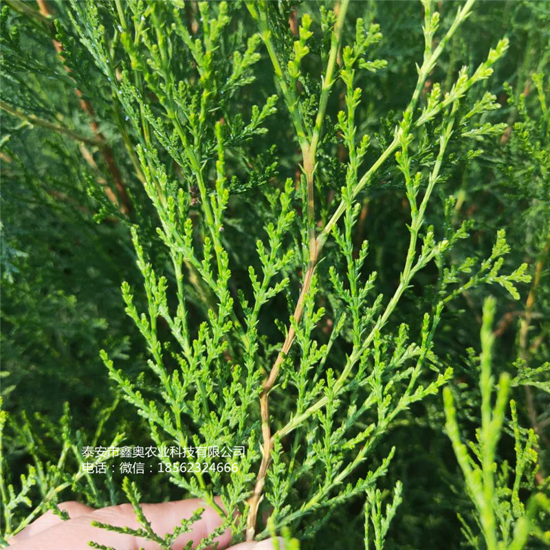 侧柏小苗种植介绍 2米高侧柏苗培育基地