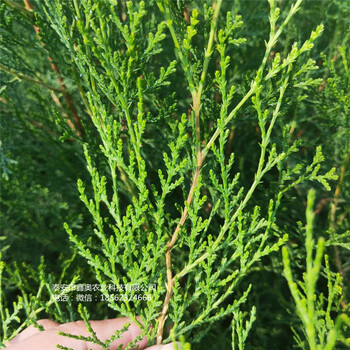 侧柏小苗种植介绍2米高侧柏苗培育基地