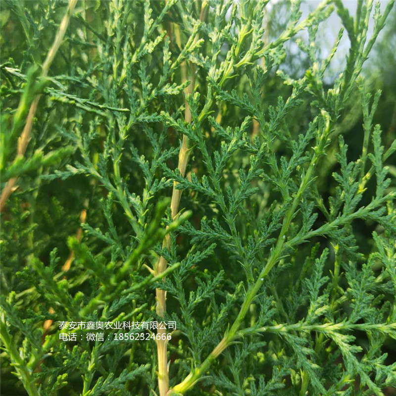 來賓側(cè)柏小苗信息行情側(cè)柏樹苗批發(fā)