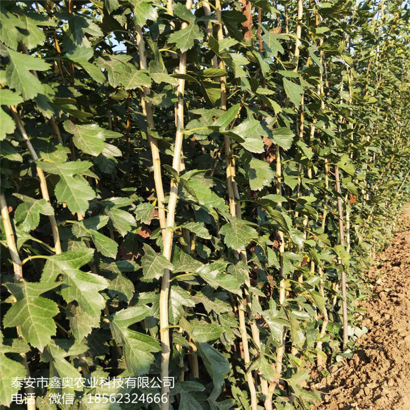 1公分甜山楂樹苗，甜山楂樹苗價格