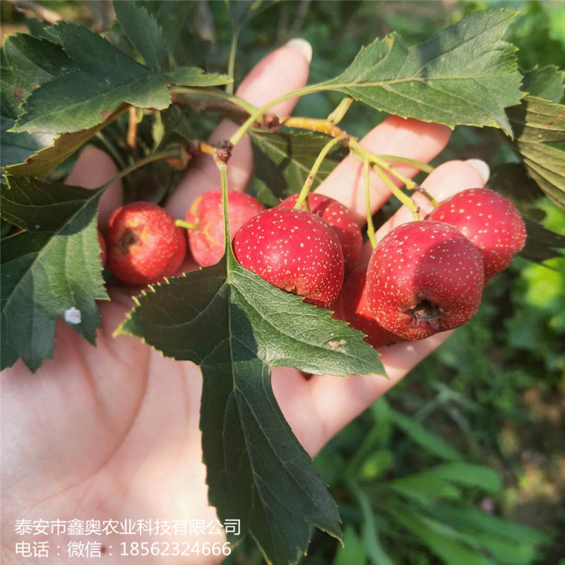 1公分甜山楂樹苗生產基地，歪把紅山楂樹苗價格