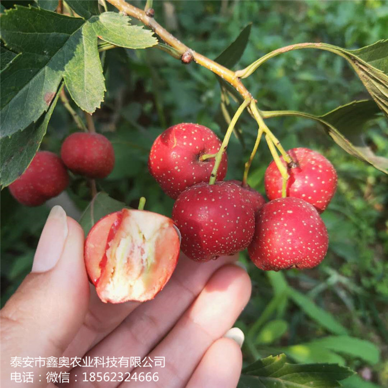 常年出售歪把紅山楂樹苗 甜紅子山楂樹苗成活率高