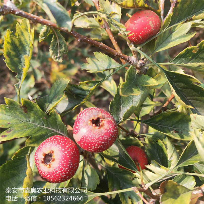 常年出售黃果山楂樹苗 大金星山楂樹苗種植方法