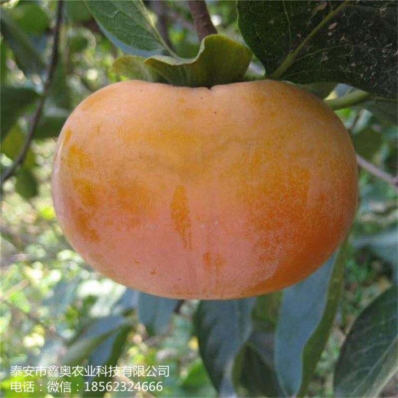 鏡面柿子樹苗自產(chǎn)自銷 甜柿子樹苗易成活