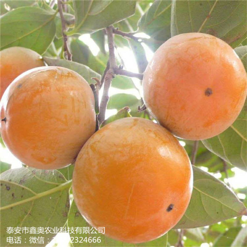 澀柿子樹苗雞心黃柿子樹苗供應商
