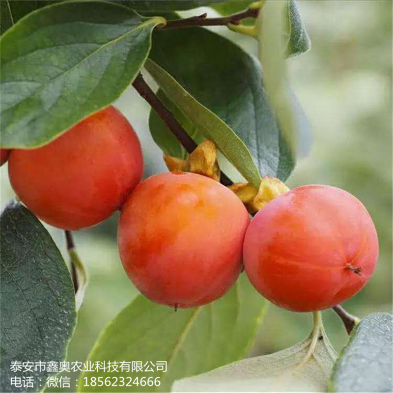 今日?qǐng)?bào)價(jià)：蓋柿子樹(shù)苗保濕發(fā)貨柿子苗全國(guó)發(fā)貨