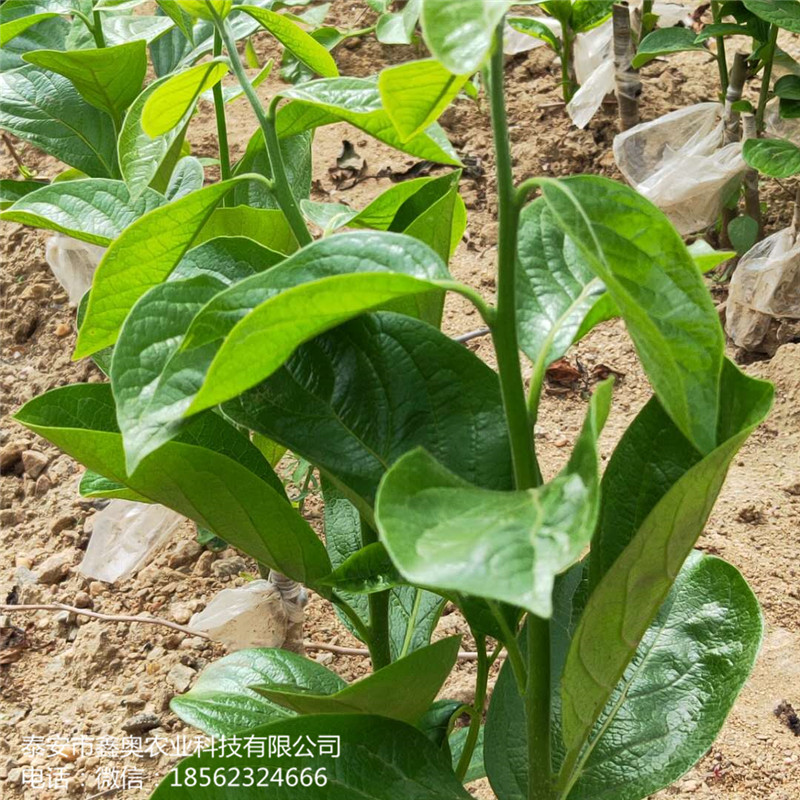 四周柿子樹苗 四周柿子樹苗信譽(yù)