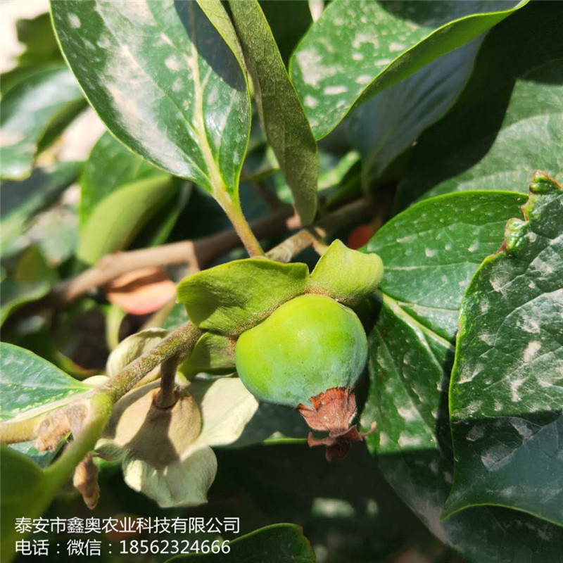 今日?qǐng)?bào)價(jià)：蓋柿子樹(shù)苗保濕發(fā)貨柿子苗全國(guó)發(fā)貨