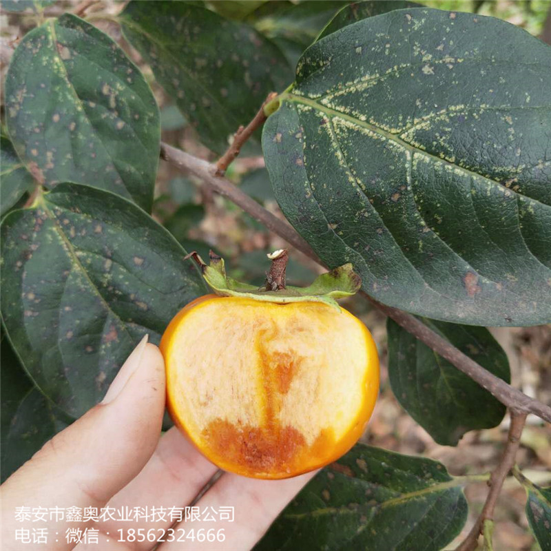 火晶柿子樹苗磨盤柿子樹苗質(zhì)優(yōu)