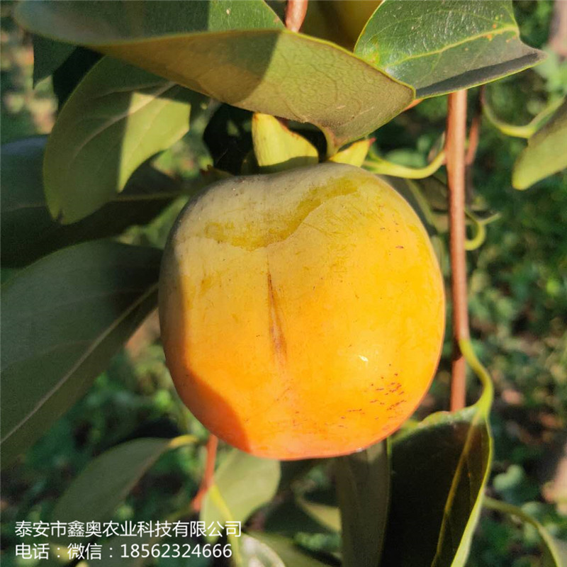 四周柿子樹苗 四周柿子樹苗信譽(yù)