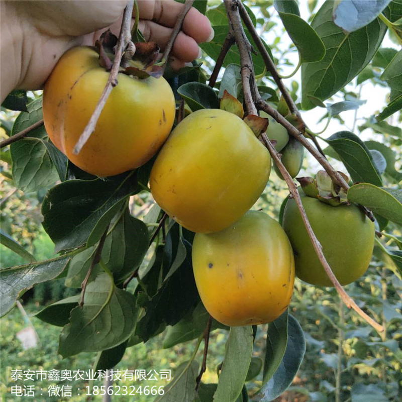 鏡面柿子樹苗自產(chǎn)自銷 甜柿子樹苗易成活