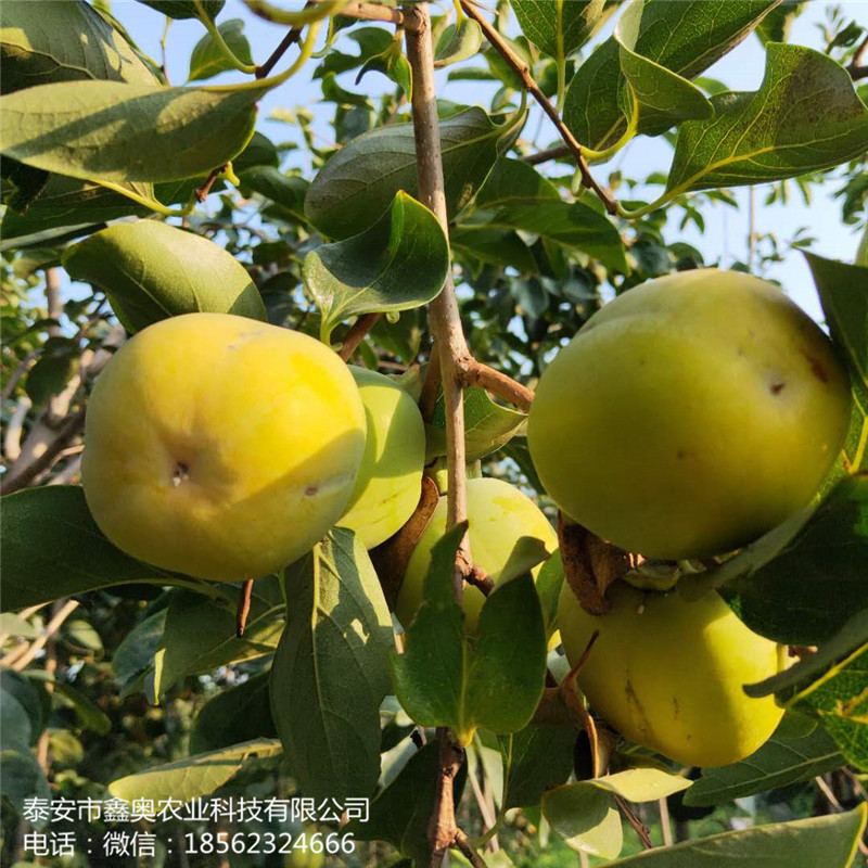 澀柿子樹苗雞心黃柿子樹苗供應商