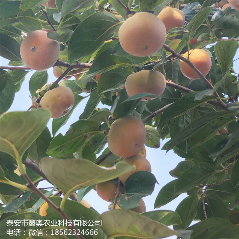 罗田甜柿子树苗根系好四周柿子树苗