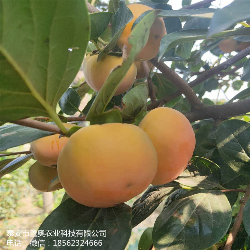 常年出售罗田甜柿子树苗日本甜柿子树苗示范基地