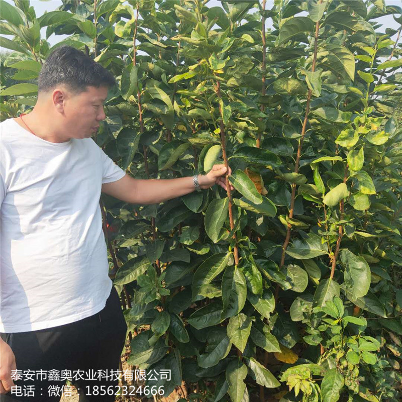 常年出售罗田甜柿子树苗日本甜柿子树苗示范基地