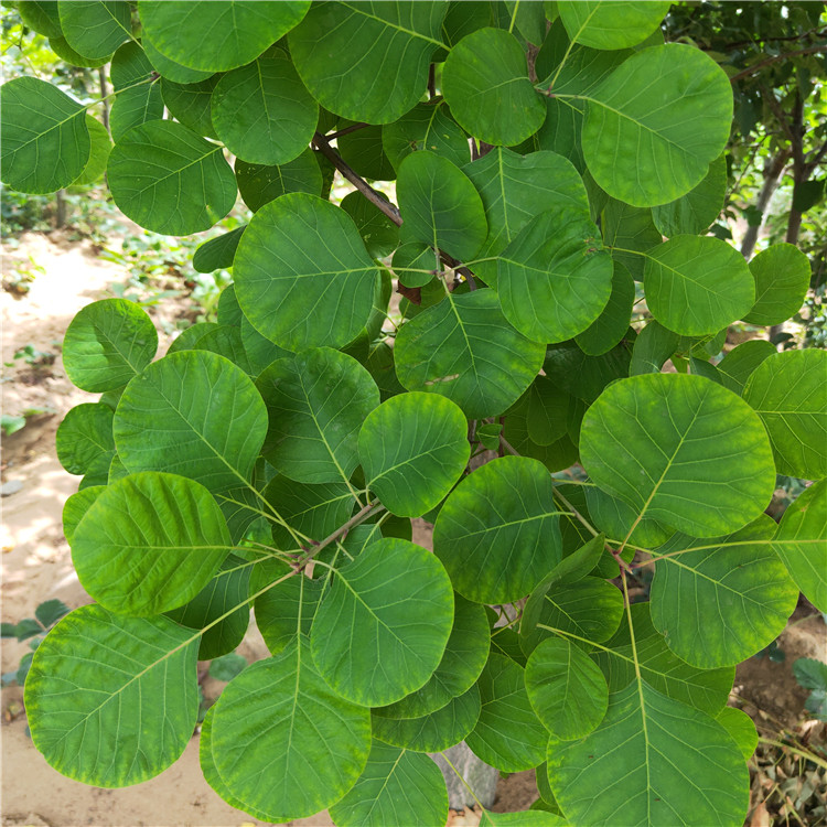 黃櫓苗詳細(xì)介紹 3公分黃櫓苗價(jià)格
