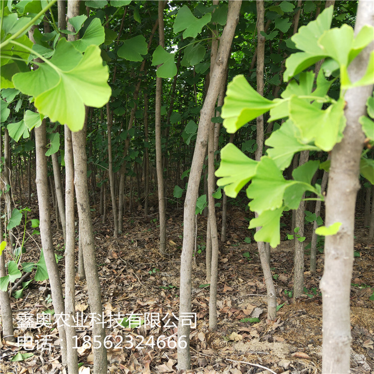 银杏苗基地供应 3公分银杏树苗移栽管理