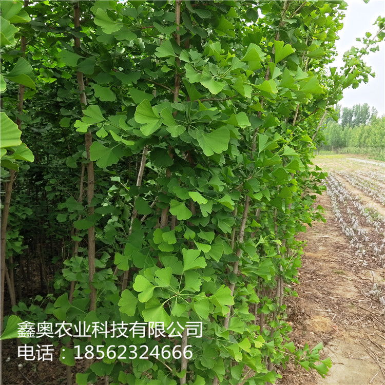 銀杏樹苗信息推薦 銀杏小苗批發(fā)