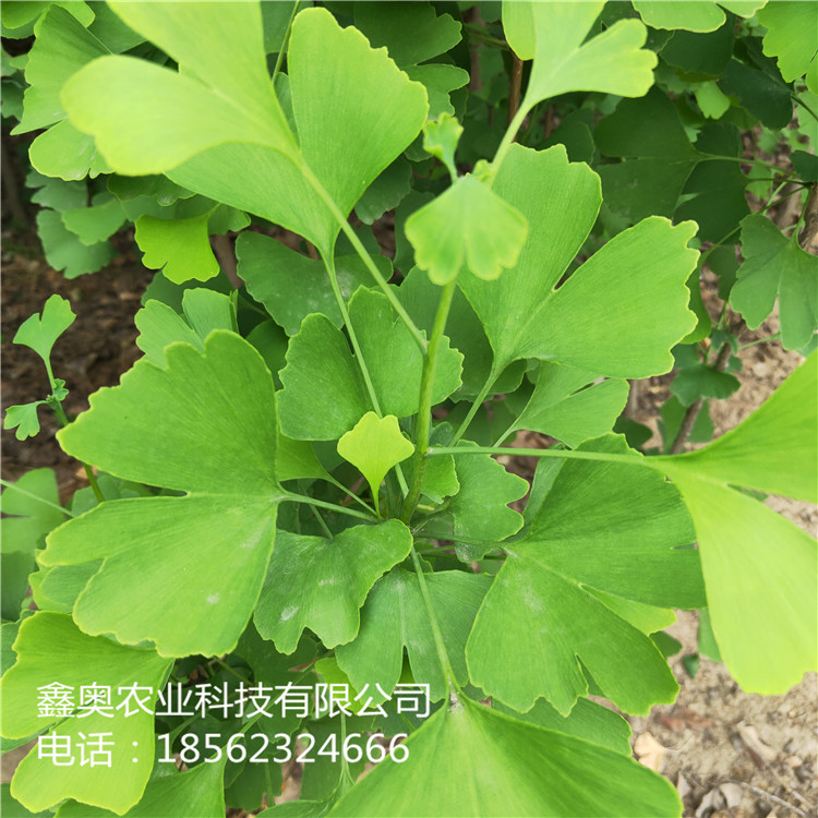 快訊 銀杏樹苗 鑫奧農(nóng)業(yè)歡迎你