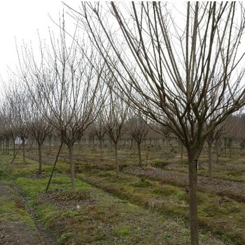 成都供应樱花价格低基地​规格