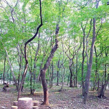 成都黄连木大型苗圃基地报价规格价格便宜