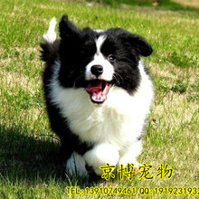 北京边牧纯正边牧宝宝——CKU认证犬业。图片