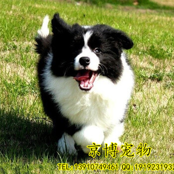 北京边牧边牧宝宝——CKU认证犬业。