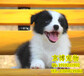 北京边牧幼犬出售出售纯血统边境牧羊犬