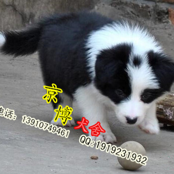北京边牧幼犬边境带血统出售中终身质保