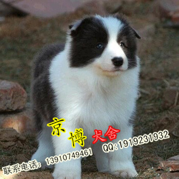 北京边牧幼犬边境牧羊幼犬宝宝确保品质健康