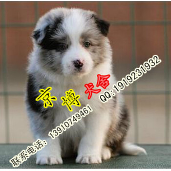 边境牧羊犬边牧公狗幼犬