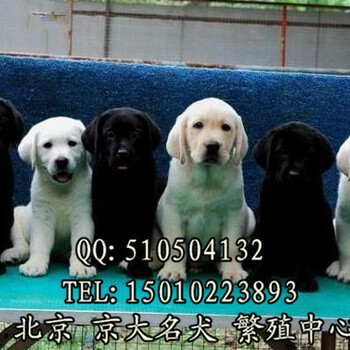 北京赛级拉布拉多CKU认证犬舍自繁自销喜欢来电咨询