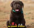 熱銷純種拉登血系拉布拉多犬北京專業犬舍專業繁殖