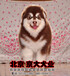 赛级纯种阿拉斯加犬出售北京阿拉出售