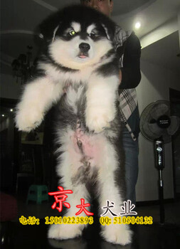 北京出售纯种阿拉斯加犬京大犬业