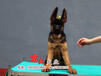 北京德牧犬出售德國牧羊犬視頻看狗真實品質