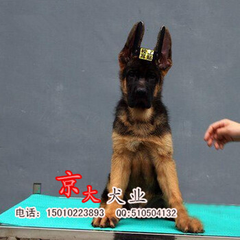 北京德牧犬出售德国牧羊犬视频看狗真实品质