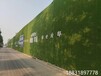 围挡墙人工草坪/仿真人工草坪/运动场塑料草坪厂家