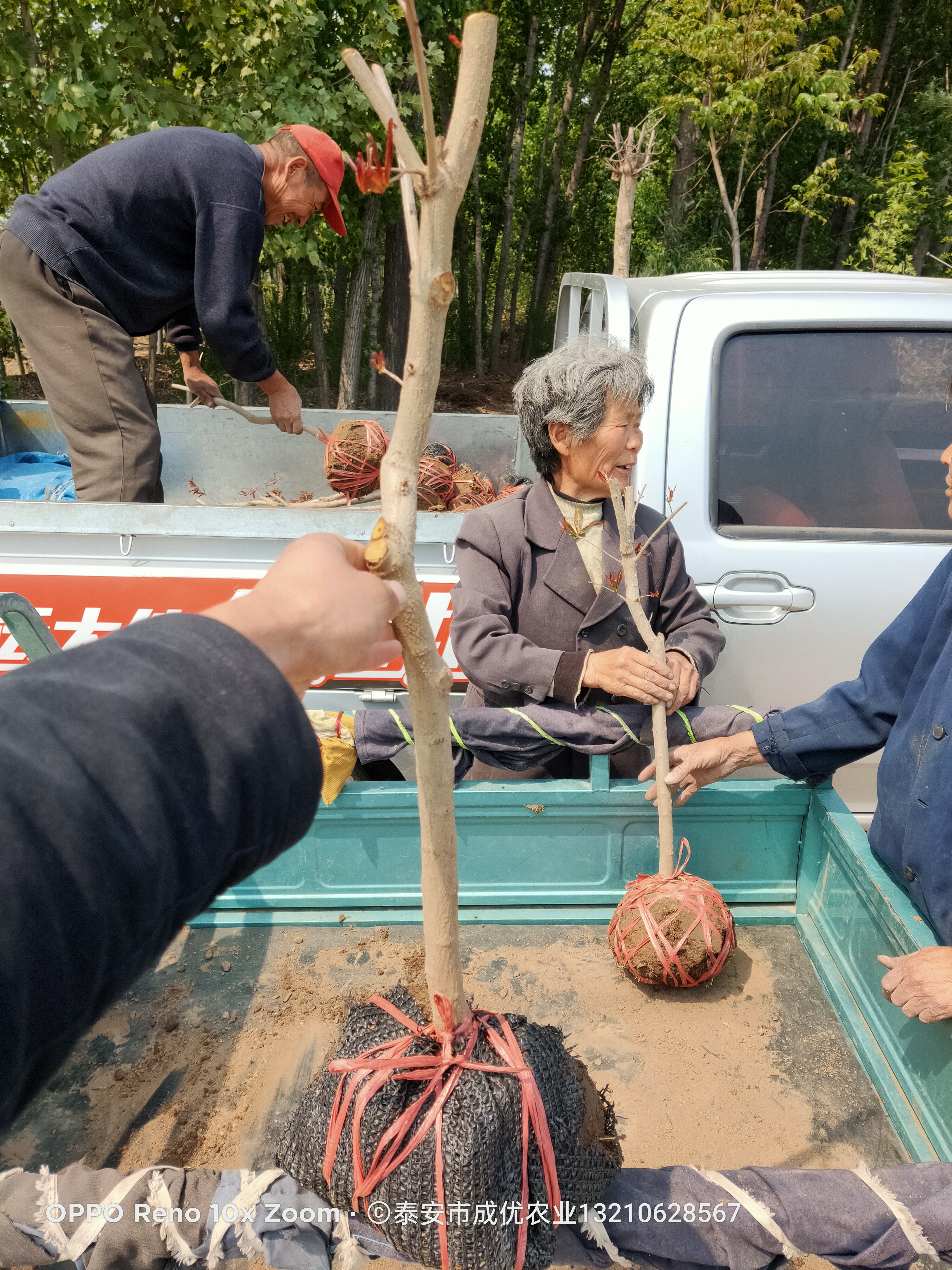 嫁接软籽石榴树苗 石榴树几年结果 石榴树