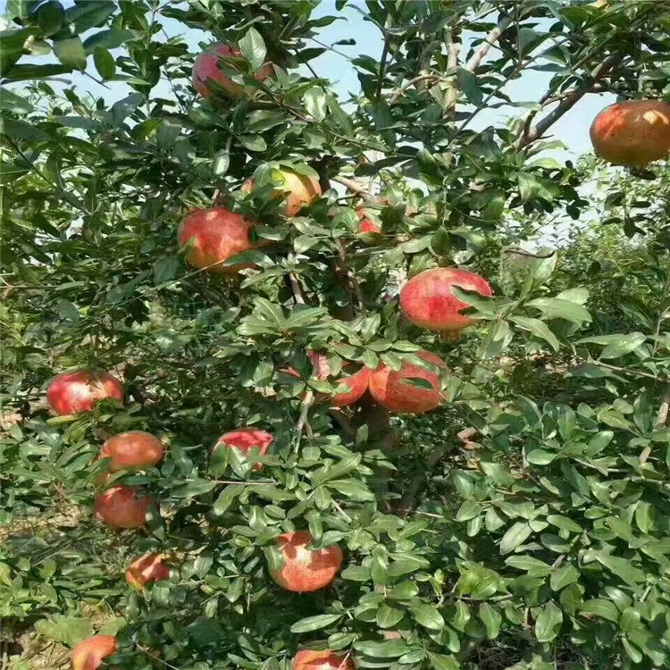 嫁接软籽石榴树苗 石榴树几年结果 石榴树